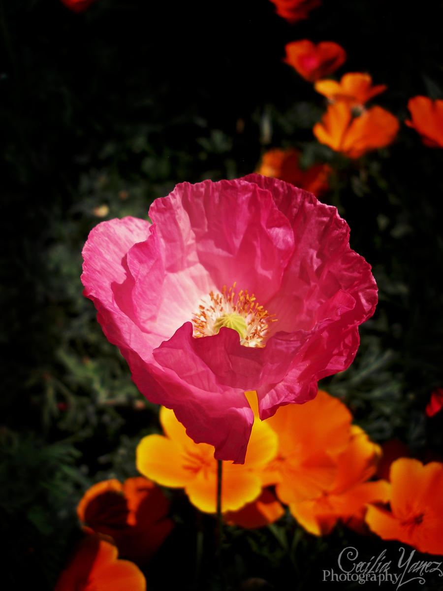 Lovely Poppy