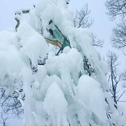 Frozen trees