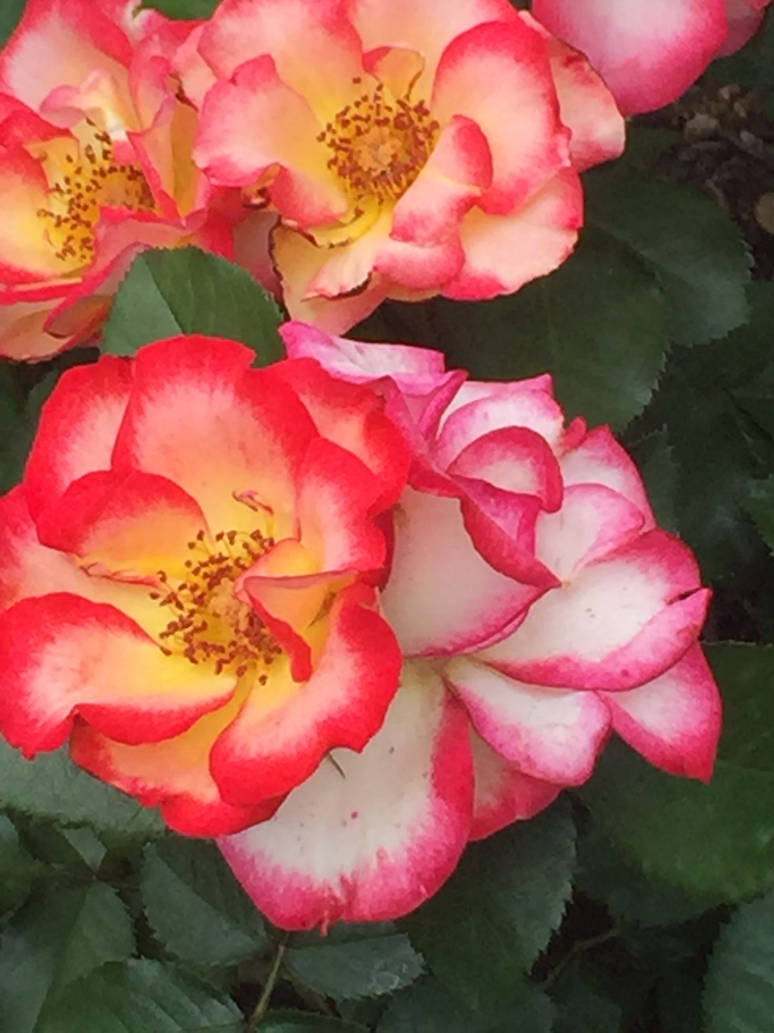 Flaring Petals by dragonofyinandyang on DeviantArt