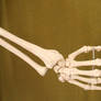 Skeleton Hand Stock 1