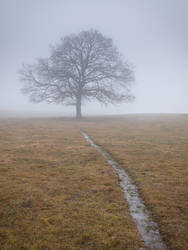 Lonely tree