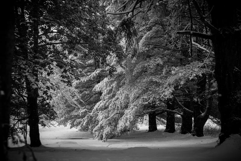 Trees of Snow by gperkins10