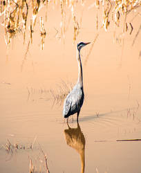 Bird in the Water