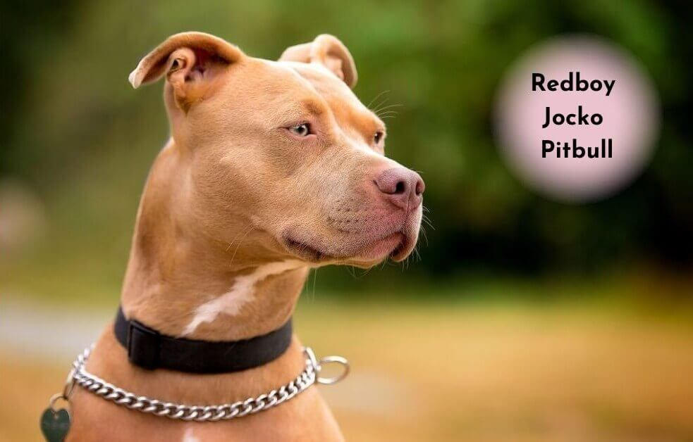 Pink Jocko Redboy-Jocko-Pitbull-4 by petsfoodi on DeviantArt