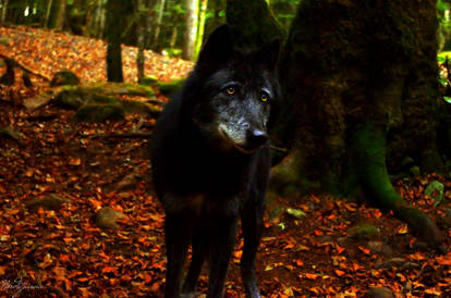 Black Wolf