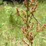 red plant thing