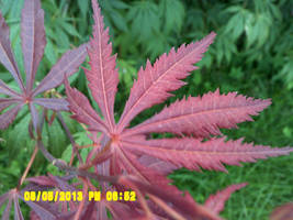 Japanese Maple