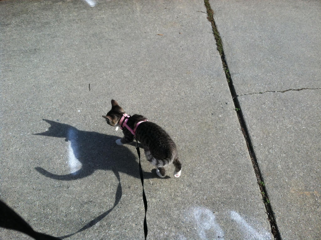 Misty's First Walk