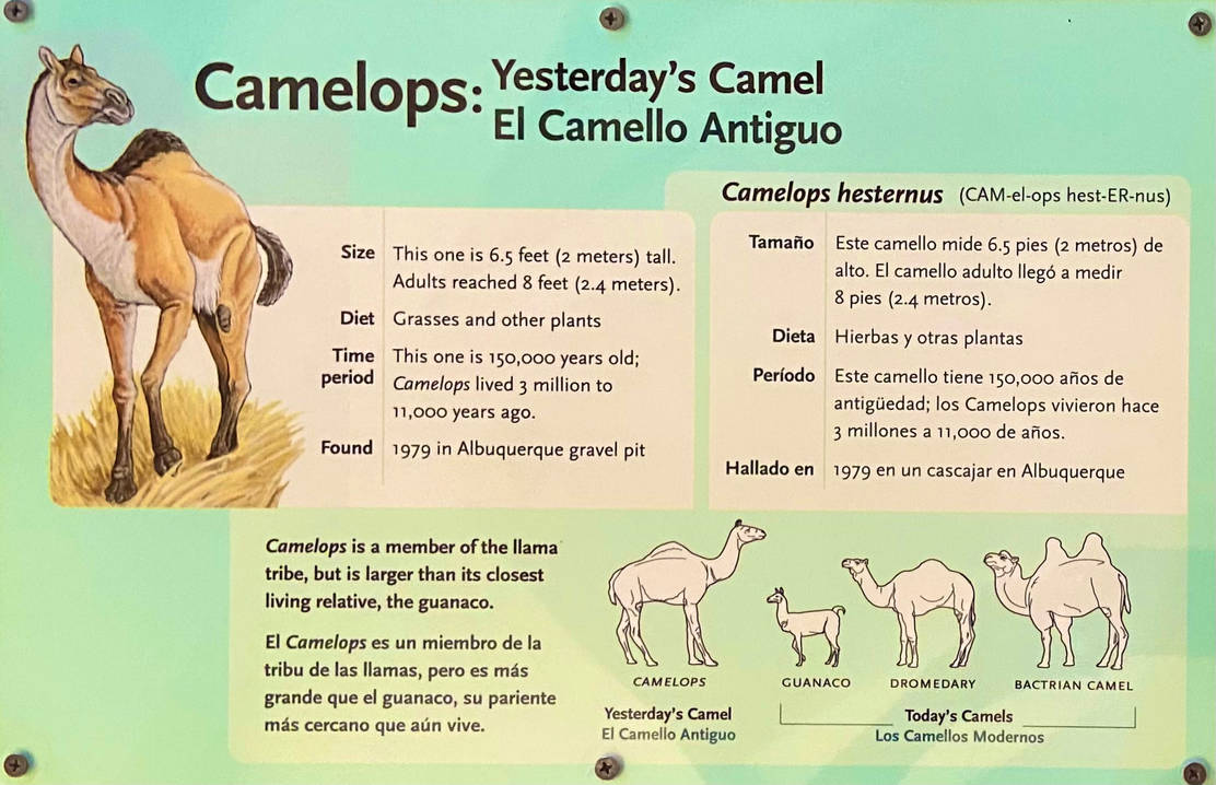 Western Camel (Camelops) by Smilo-the-Sabertooth on DeviantArt