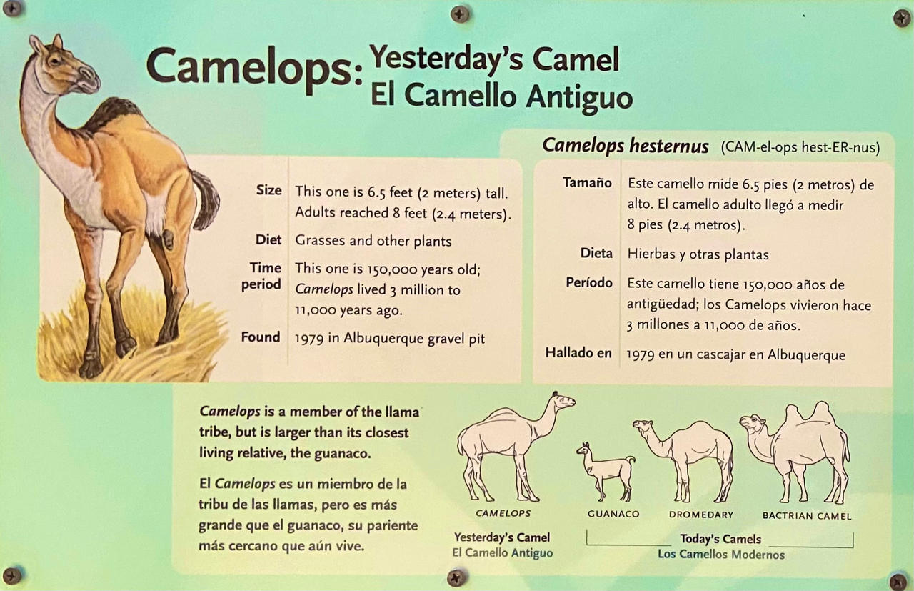 Western Camel (Camelops) by Smilo-the-Sabertooth on DeviantArt
