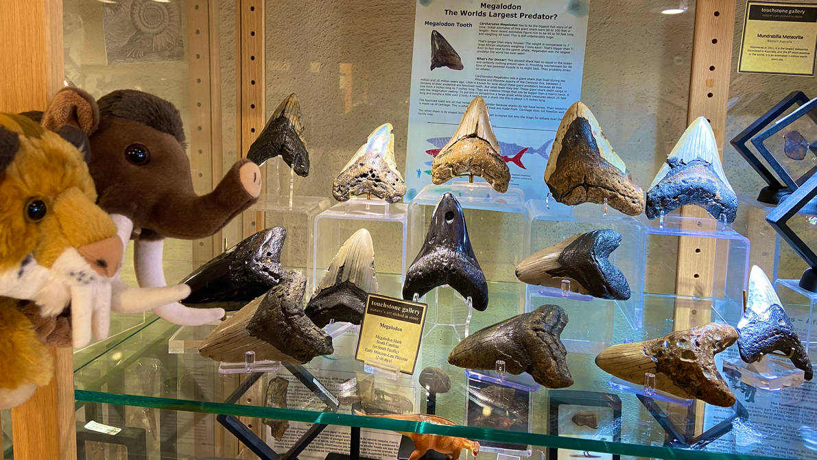 Megalodon Teeth by Smilo-the-Sabertooth on DeviantArt