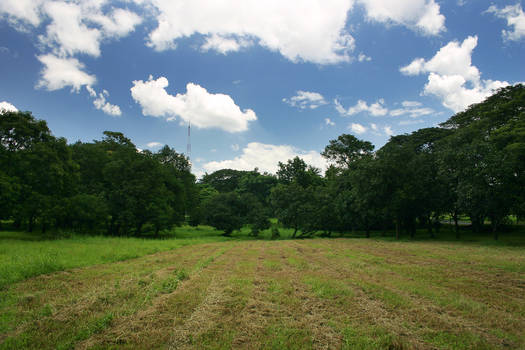 Summer field