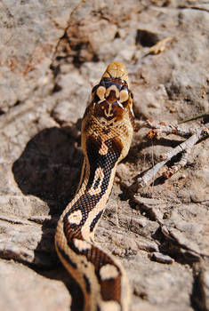 Pituophis catenifer catenifer