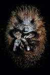 Hoglet by Coigach