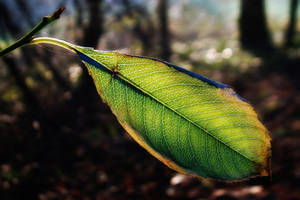 AUTUMN STILL LIFE: SPIDER + LEAF