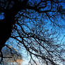 Dumfries Winter Tree1