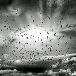 Gulls+Crows: endgame by Coigach