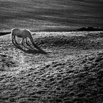 Kirkcudbright: horse+paddock by Coigach