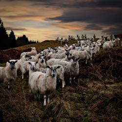 STARING SHEEP... by Coigach