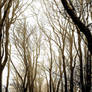 Kirkcudbright: copse in mist4