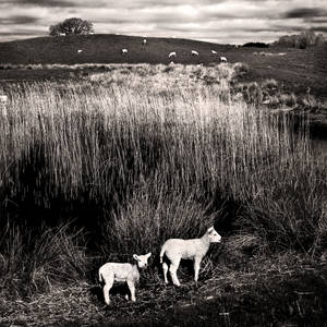 Woodhall Loch: lambs+reeds