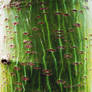 TEXTURE: ACER DAVIDII VIPER