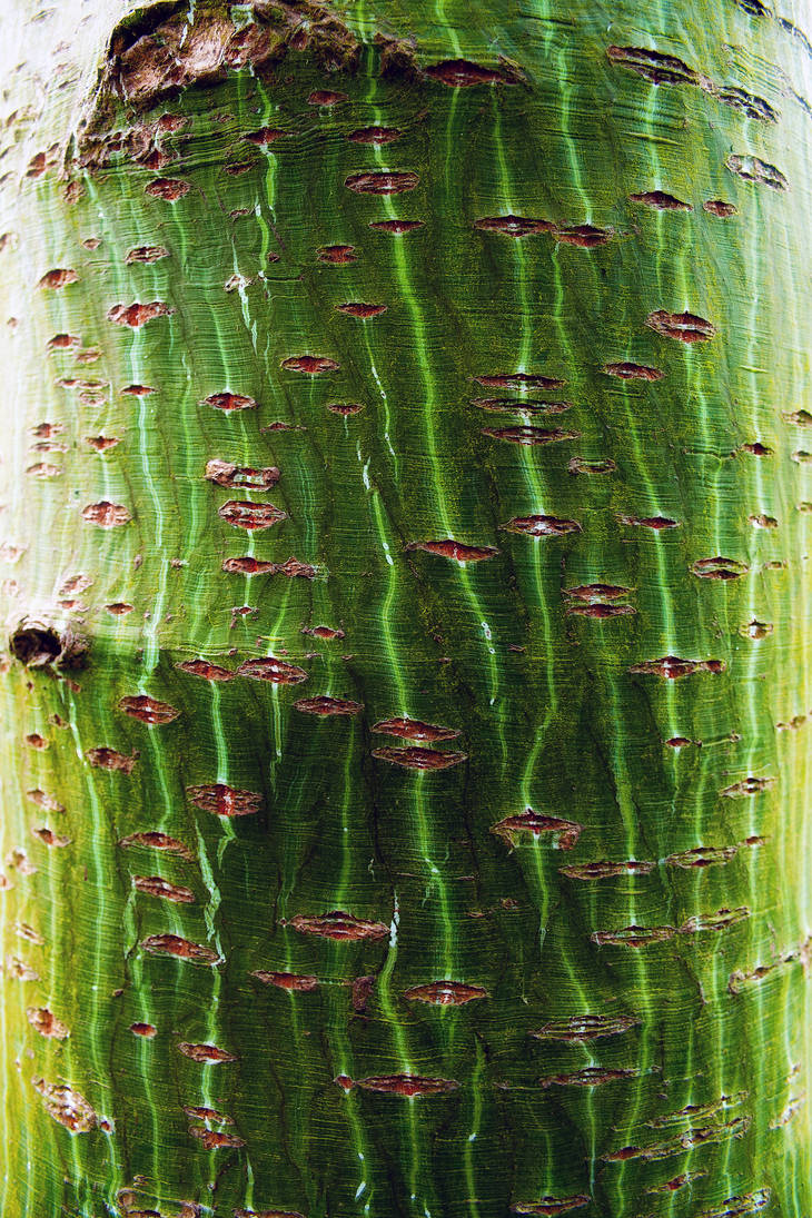 TEXTURE: ACER DAVIDII VIPER by Coigach