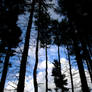 Serpentine Pine: Spring Sky