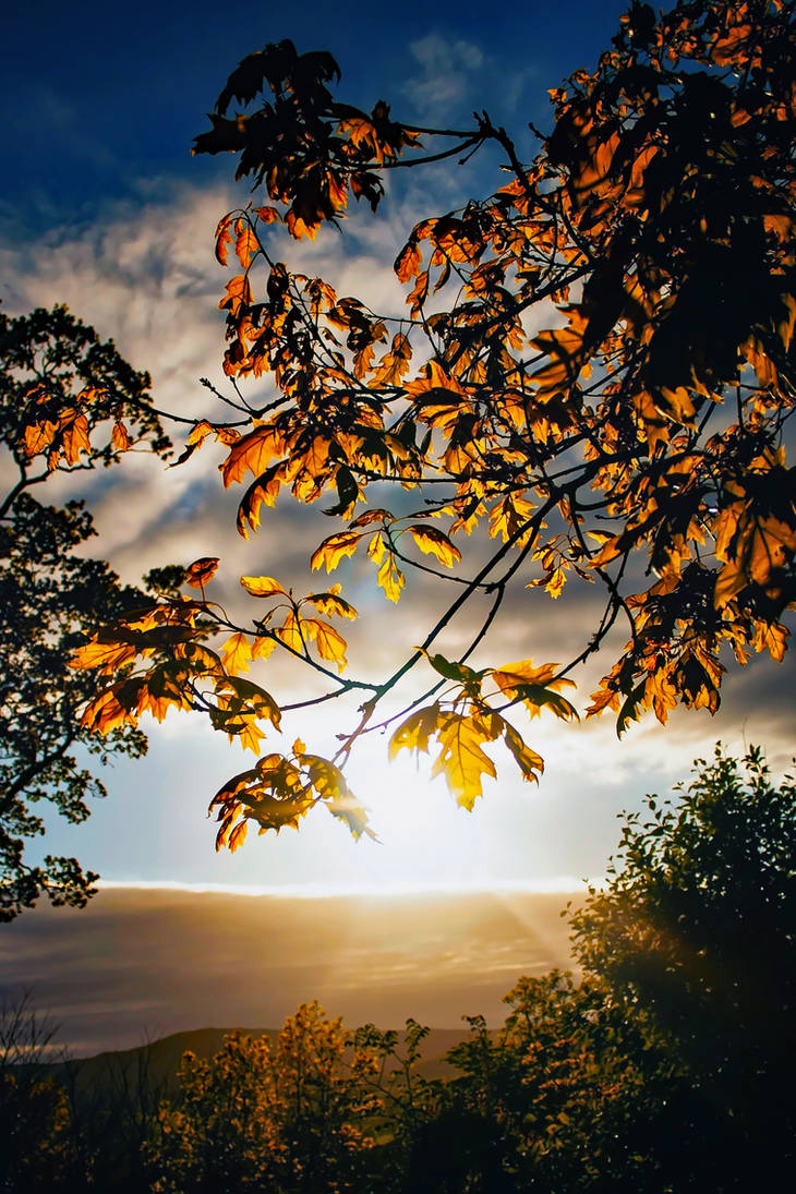 SUNSET+LEAVES by Coigach