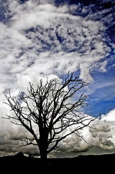 Dumfries: tree ghost+sky