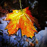 Autumn Lade 1