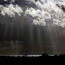 Caerlaverock Sky1: lapwings