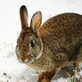 Coigach Visits9: Ice Rabbit1