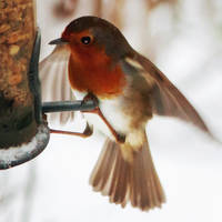 PORTRAIT: ROBIN LANDING