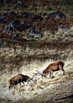 Stags in a Landscape: Galloway