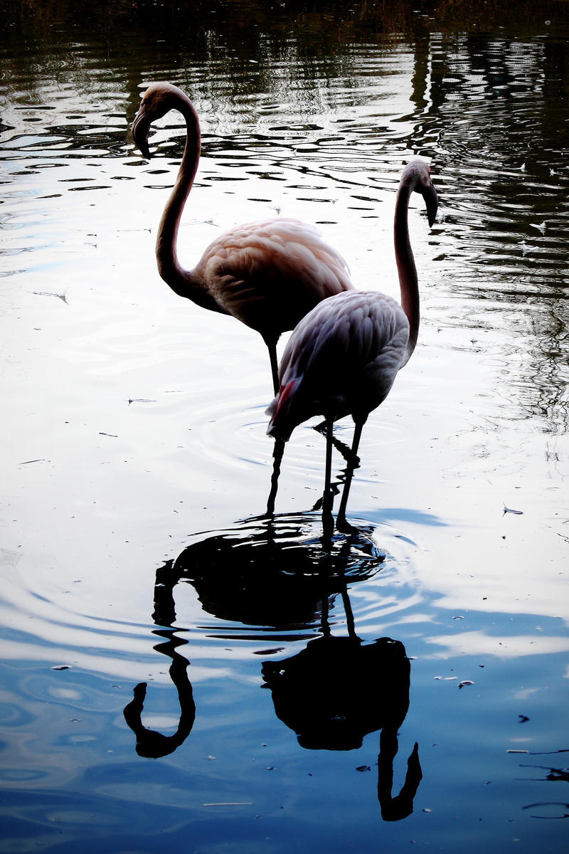 Slimbridge: Flamingo3