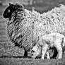 Mossyard: ewe+lamb1