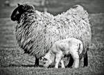 Mossyard: ewe+lamb1 by Coigach