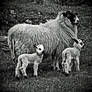 Mossyard: ewe+lamb2