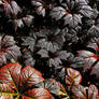 Rodgersia Podophylla - May