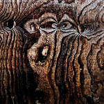 Woodgrain: Angry Monkey by Coigach