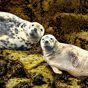 FAMILY PORTRAIT: GREY SEAL SIBLINGS by Coigach