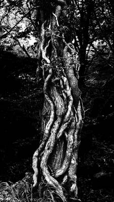 Monochrome Treeknot