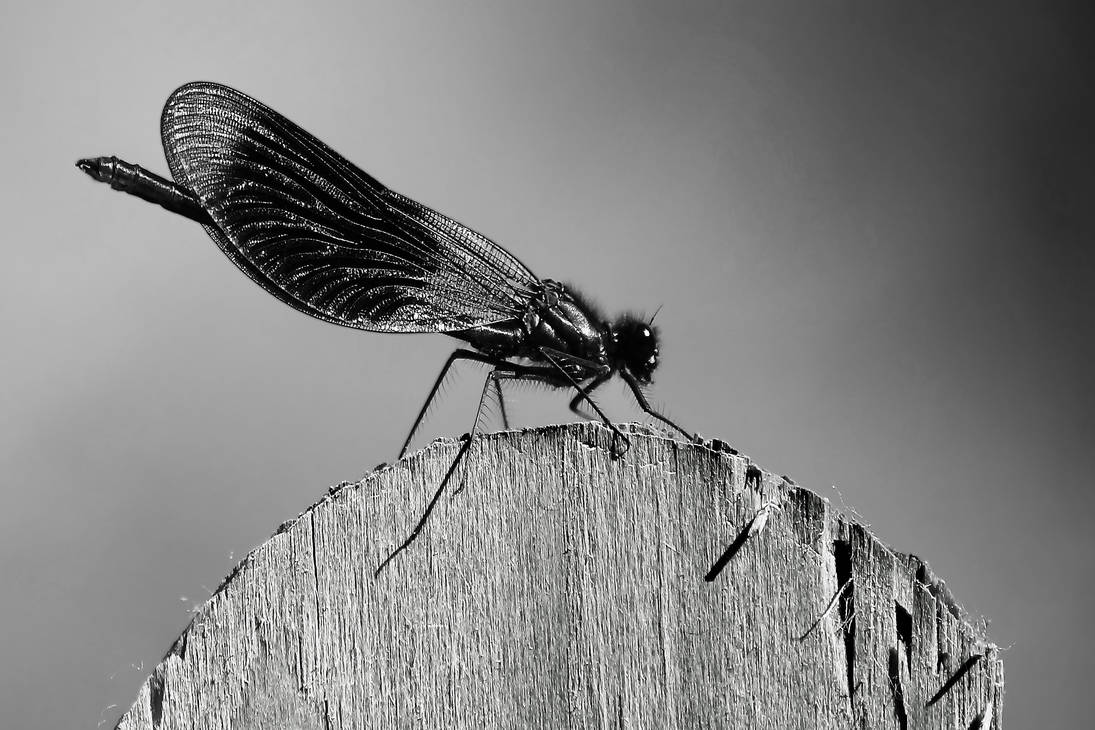 Mono Damsel 1 by Coigach