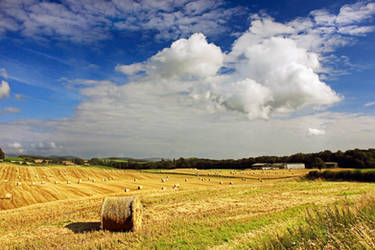 Catalonian harvest