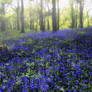 Bluebell Glow Reprise