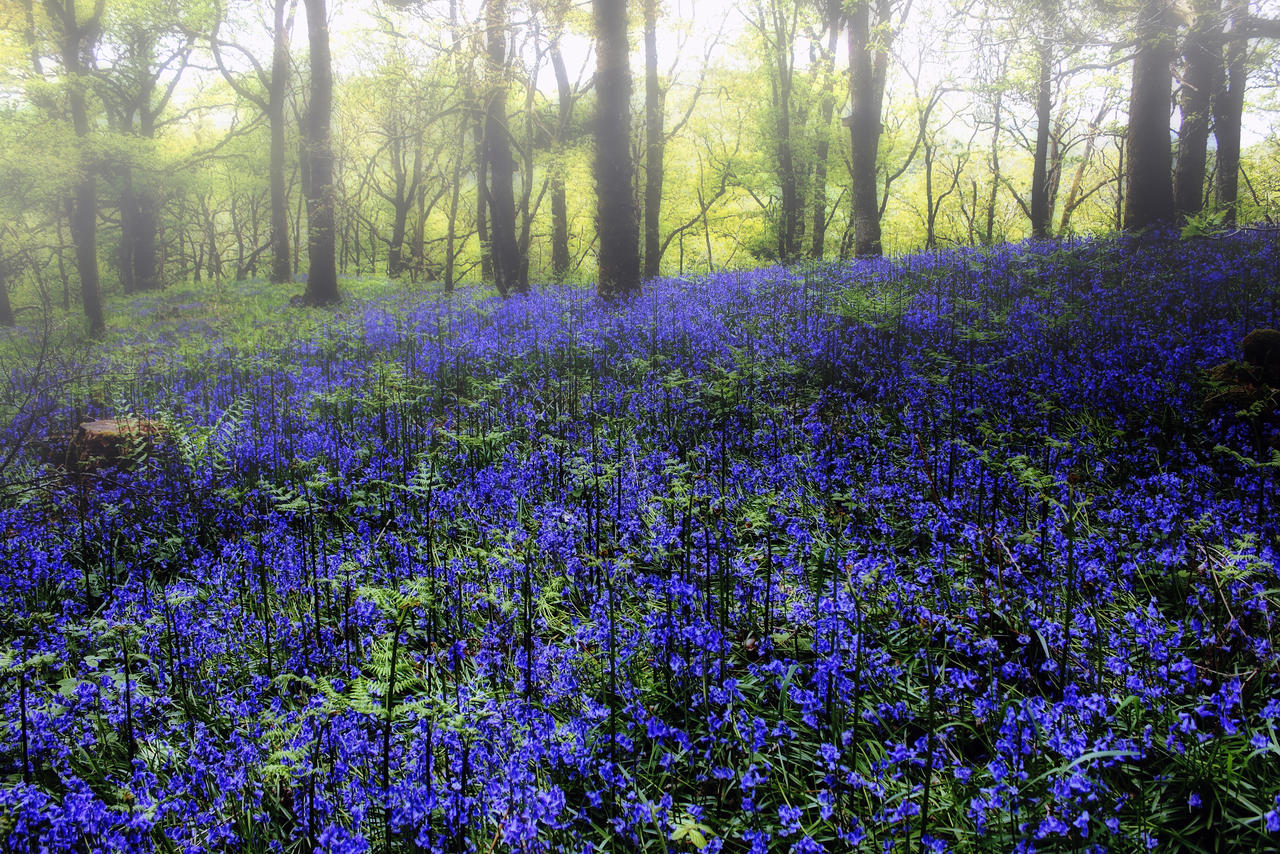 Bluebell Glow Reprise