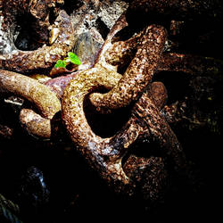 Leaf+Chains - Kirkcudbright, Scotland by Coigach