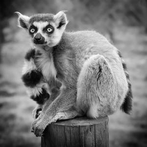 Lemur Portrait