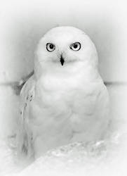 Snowy Owl Portrait by Coigach
